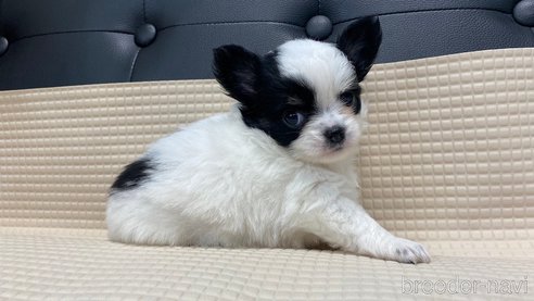 成約済の兵庫県のチワワ(ロングコート)-320454の5枚目